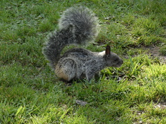 Sciurus stramineus