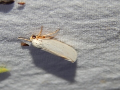 Ilemodes astriga