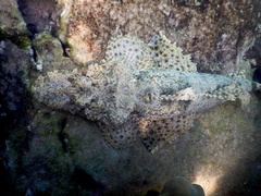 Cymbacephalus beauforti