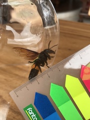 Vespa tropica