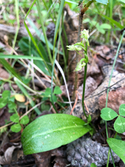 Platanthera obtusata