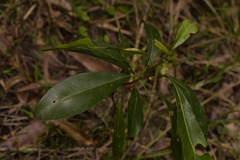Acronychia oblongifolia