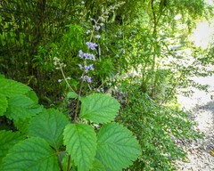 Plectranthus ecklonii