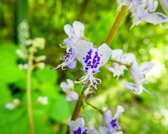 Plectranthus ecklonii