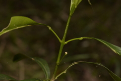 Acronychia oblongifolia
