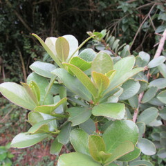 Symplocos theiformis