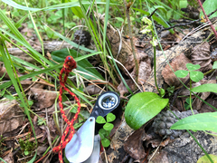 Platanthera obtusata