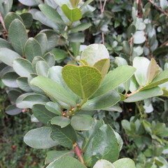 Symplocos theiformis