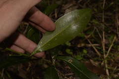 Acronychia oblongifolia