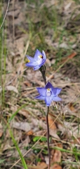 Thelymitra arenaria