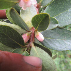 Symplocos theiformis