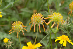 Amblyolepis setigera