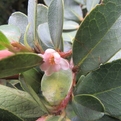 Symplocos theiformis