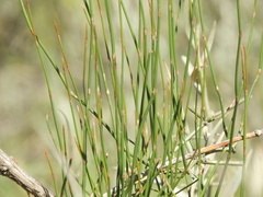 Ephedra triandra