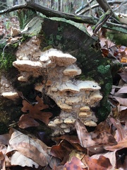 Subantrodia juniperina