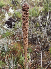 Puya dasylirioides