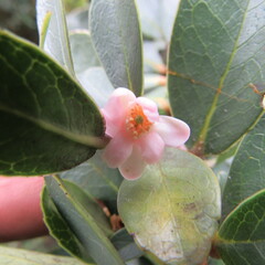 Symplocos theiformis