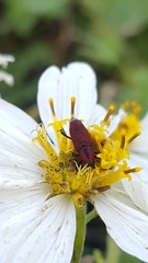 Rhodobaenus sanguineus