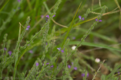 Verbena canescens