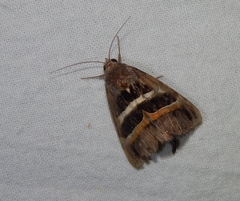 Grammodes congenita