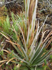 Puya dasylirioides