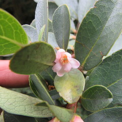 Symplocos theiformis