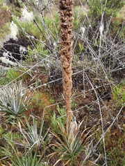 Puya dasylirioides