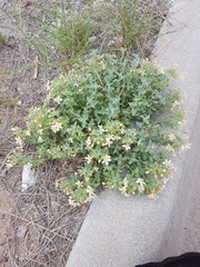 Tetraclea coulteri