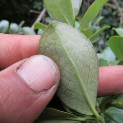 Symplocos theiformis