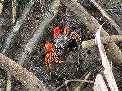 Goniopsis pulchra