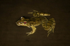 Lithobates brownorum