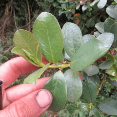 Symplocos theiformis