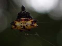 Gasteracantha quadrispinosa