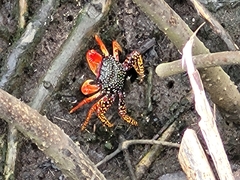 Goniopsis pulchra