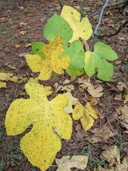 Ficus carica