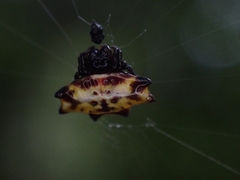 Gasteracantha quadrispinosa