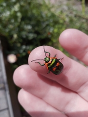Scutiphora pedicellata