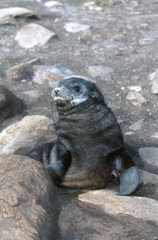 Arctocephalus gazella