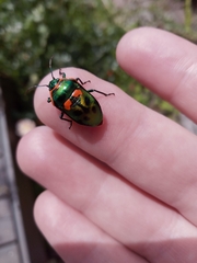 Scutiphora pedicellata