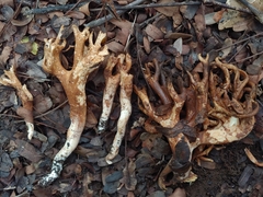 Phaeoclavulina cyanocephala
