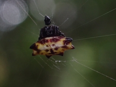 Gasteracantha quadrispinosa
