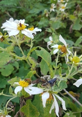 Montanoa grandiflora