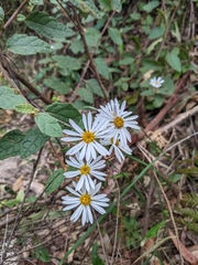 Olearia tomentosa