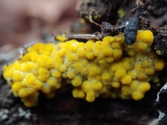 Glomeromycota