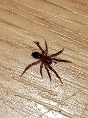 Drassyllus