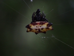 Gasteracantha quadrispinosa