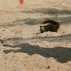 Callosciurus finlaysonii bocourti