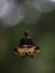 Gasteracantha quadrispinosa