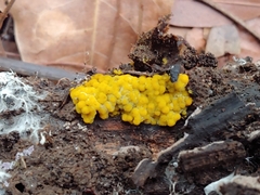 Glomeromycota
