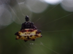 Gasteracantha quadrispinosa